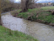 Un monitor, un fiume e una coppia di germani reali