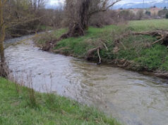 Un monitor, un fiume e una coppia di germani reali