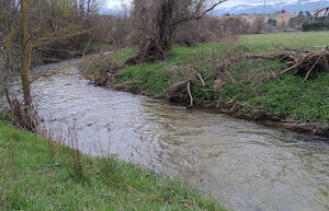 Un monitor, un fiume e una coppia di germani reali
