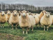 «Ho paura che la mia sia l’ultima generazione che abita queste zone»