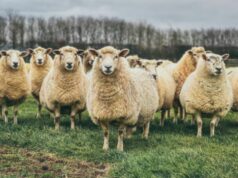 «Ho paura che la mia sia l’ultima generazione che abita queste zone»