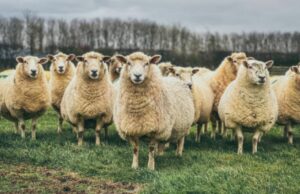 «Ho paura che la mia sia l’ultima generazione che abita queste zone»