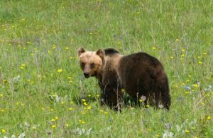 Abruzzo, natura in pericolo