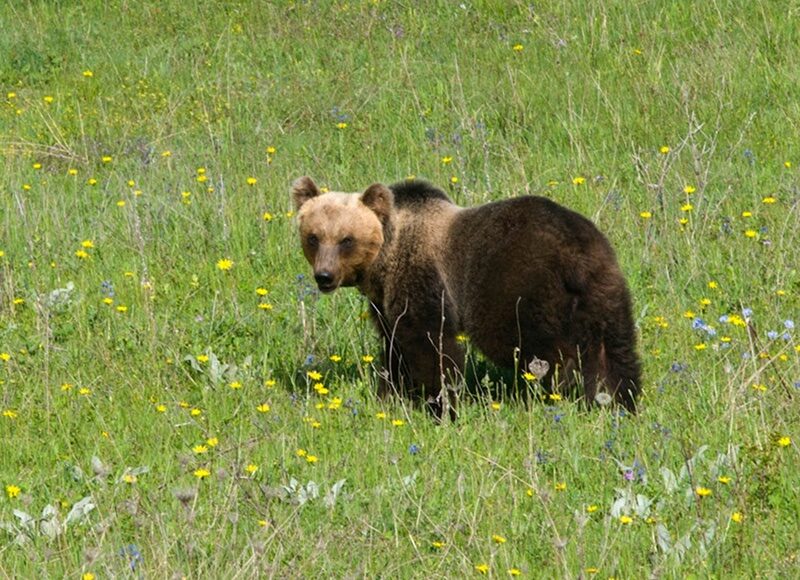 Abruzzo, natura in pericolo
