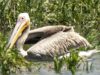 Pink Pelican Returns to Khortytsia as the Dnipro Ecosystem Recovers