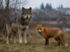 Wildlife Thrives as Hunting Stops During War