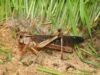 “Locust Panic” in Odesa Turns Out to Be Harmless Predators, Experts Say