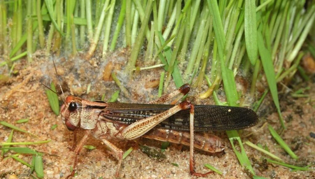 Locust in Odesa