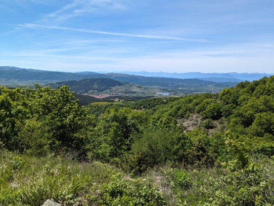 Greek_forest_1