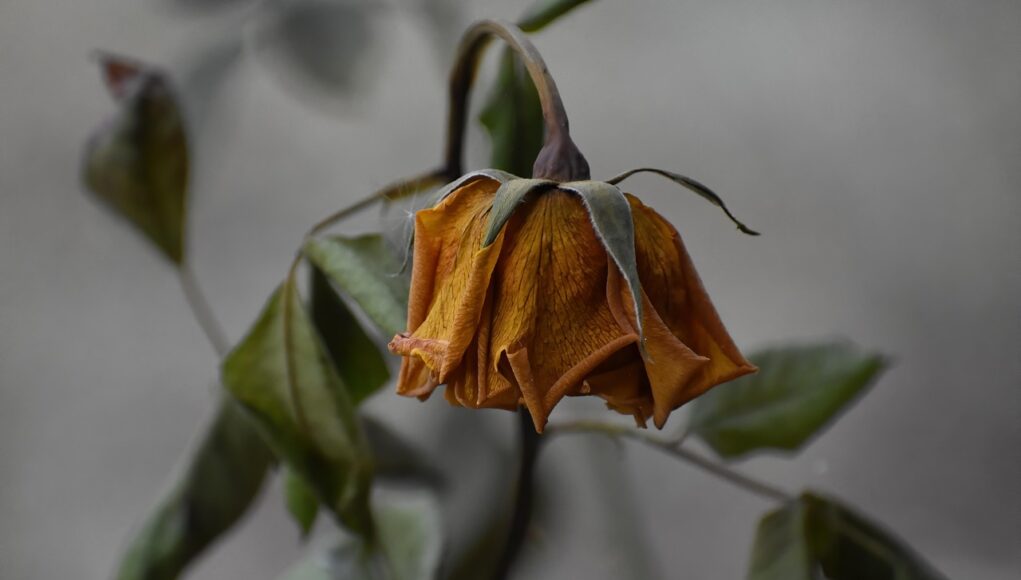 non-parasitic