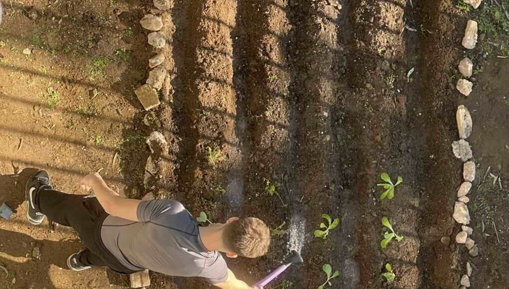 vegetable-garden
